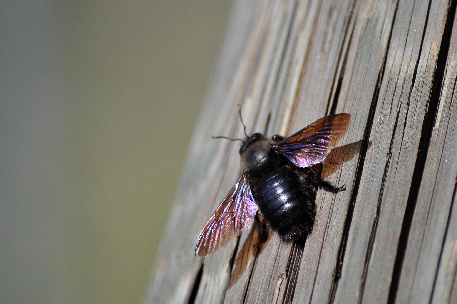 Why are carpenter bees a cause for concern?