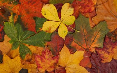 Pest prevention tips for fall in NC