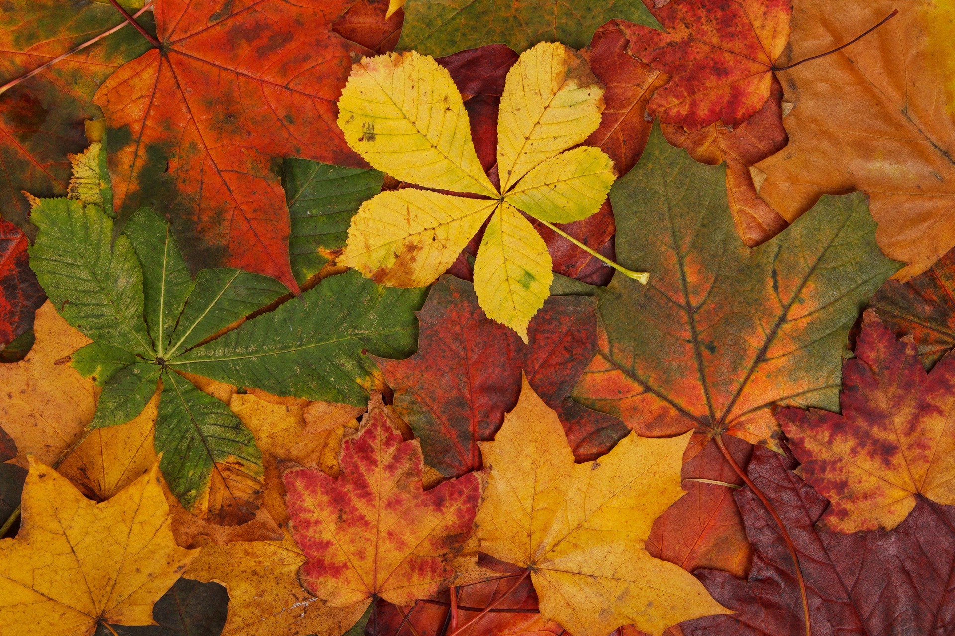 Pest prevention tips for fall in NC