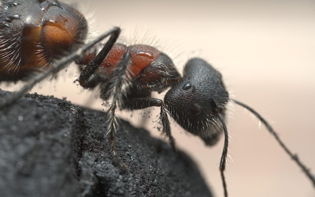 The hidden dangers of carpenter ants in North Carolina homes