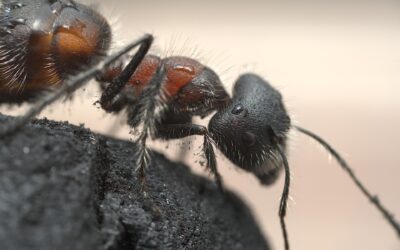 The hidden dangers of carpenter ants in North Carolina homes