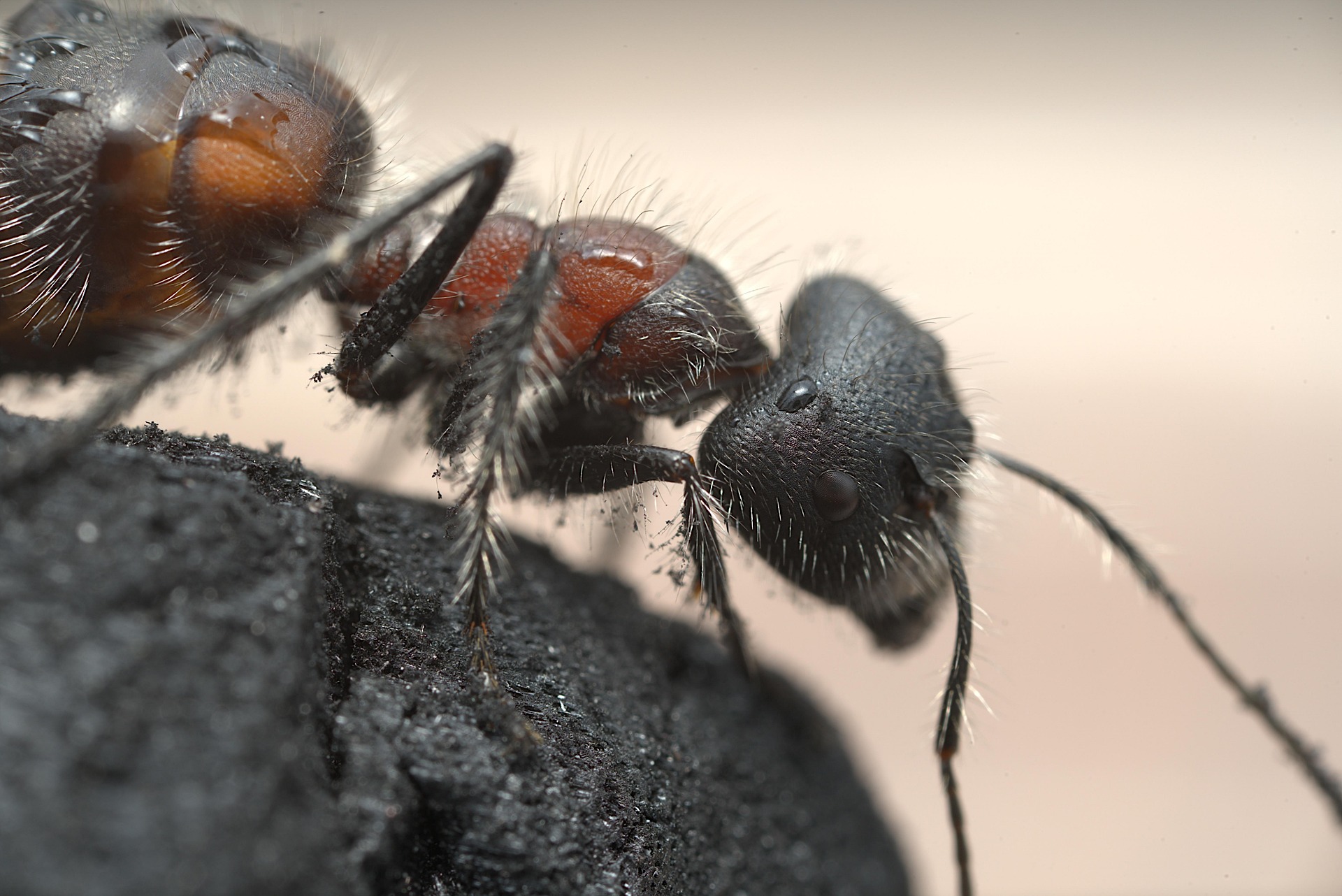The hidden dangers of carpenter ants in North Carolina homes