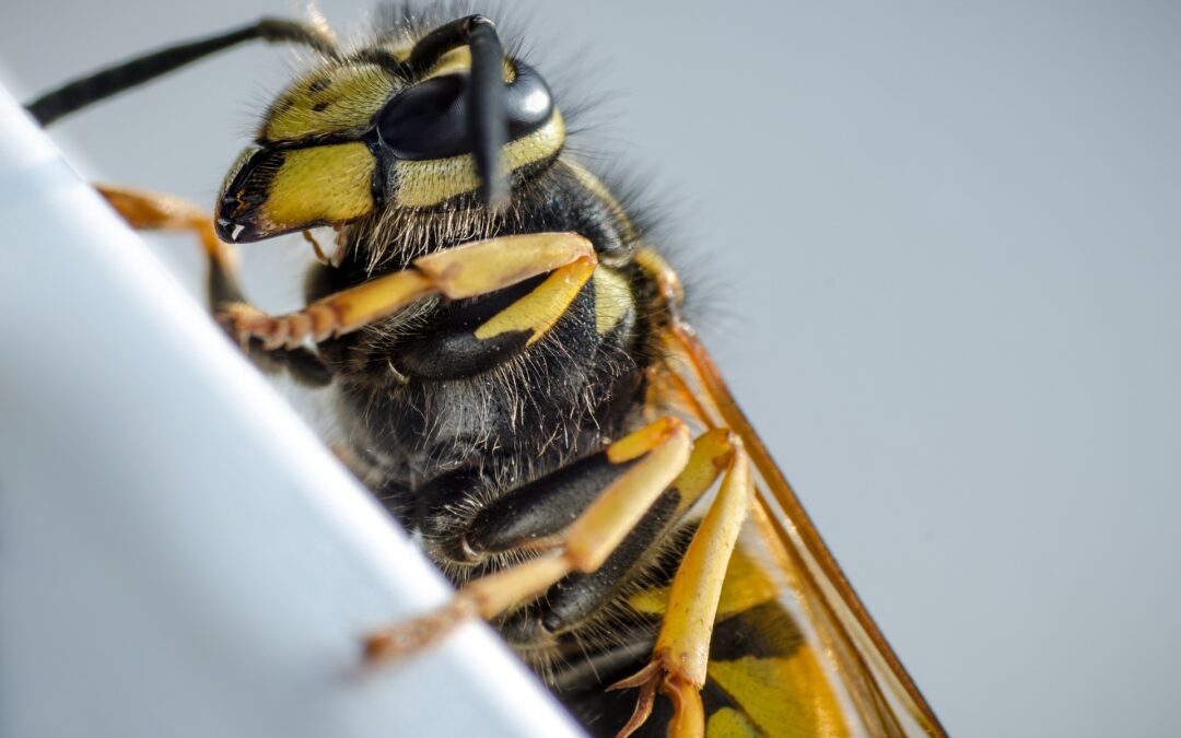 Understanding yellow jackets in North Carolina – Behavior, risks & safe removal