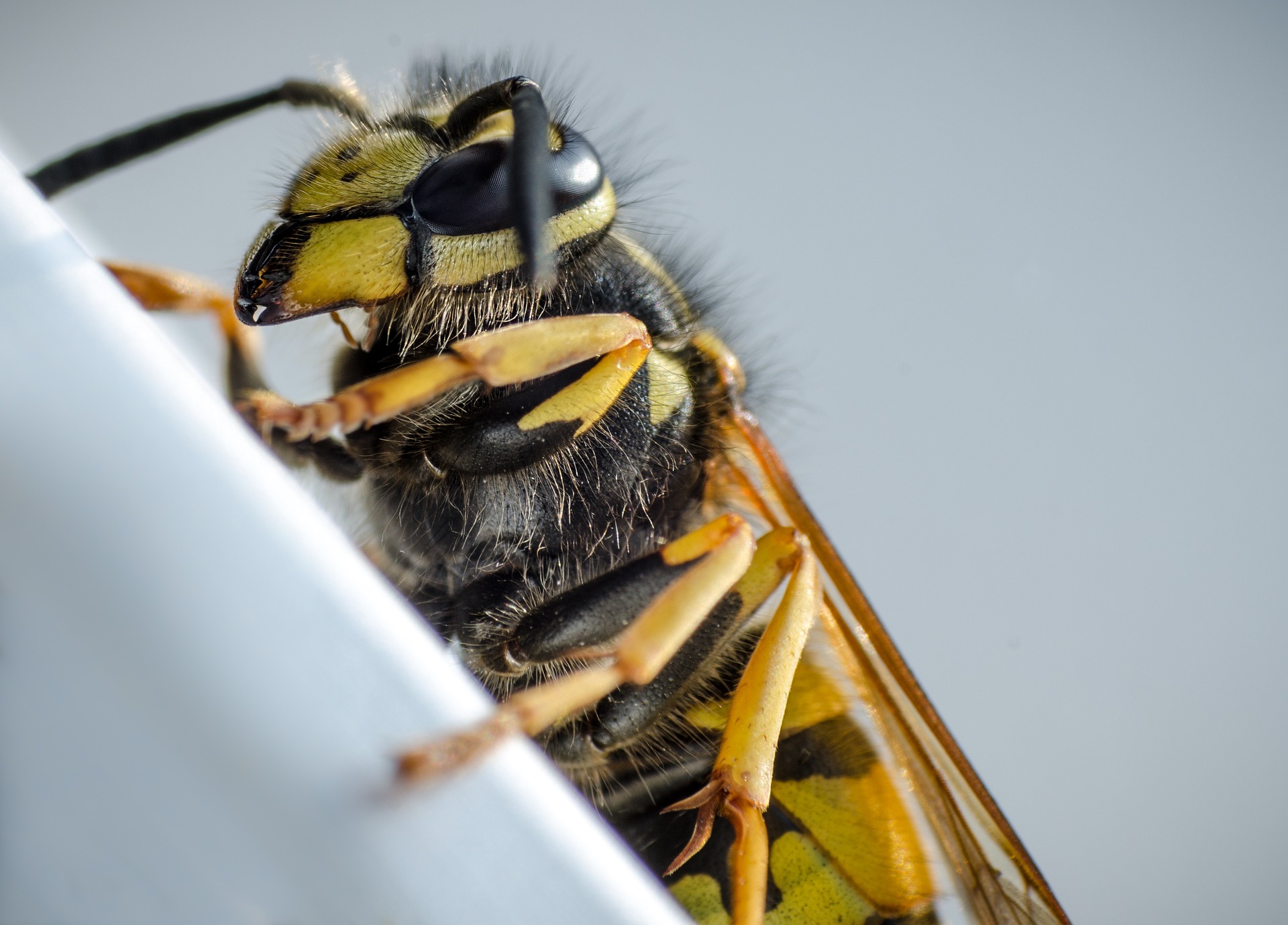 Understanding yellow jackets in North Carolina – Behavior, risks & safe removal