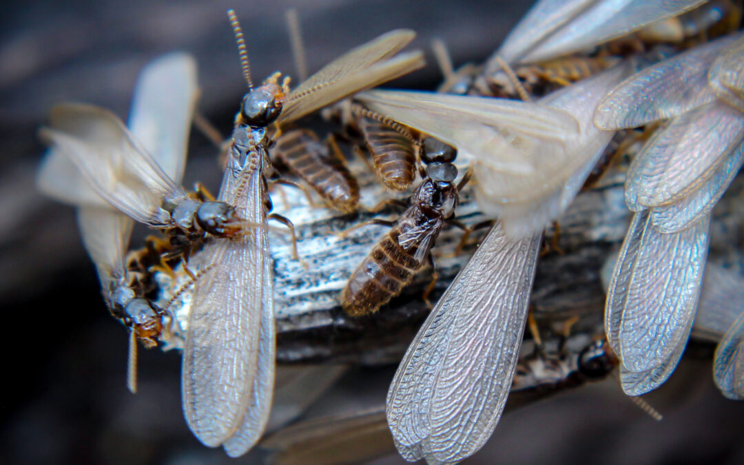 Why do termites swarm in Western North Carolina each spring?