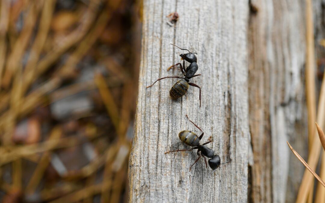 Why are carpenter ants showing up in my WNC home?