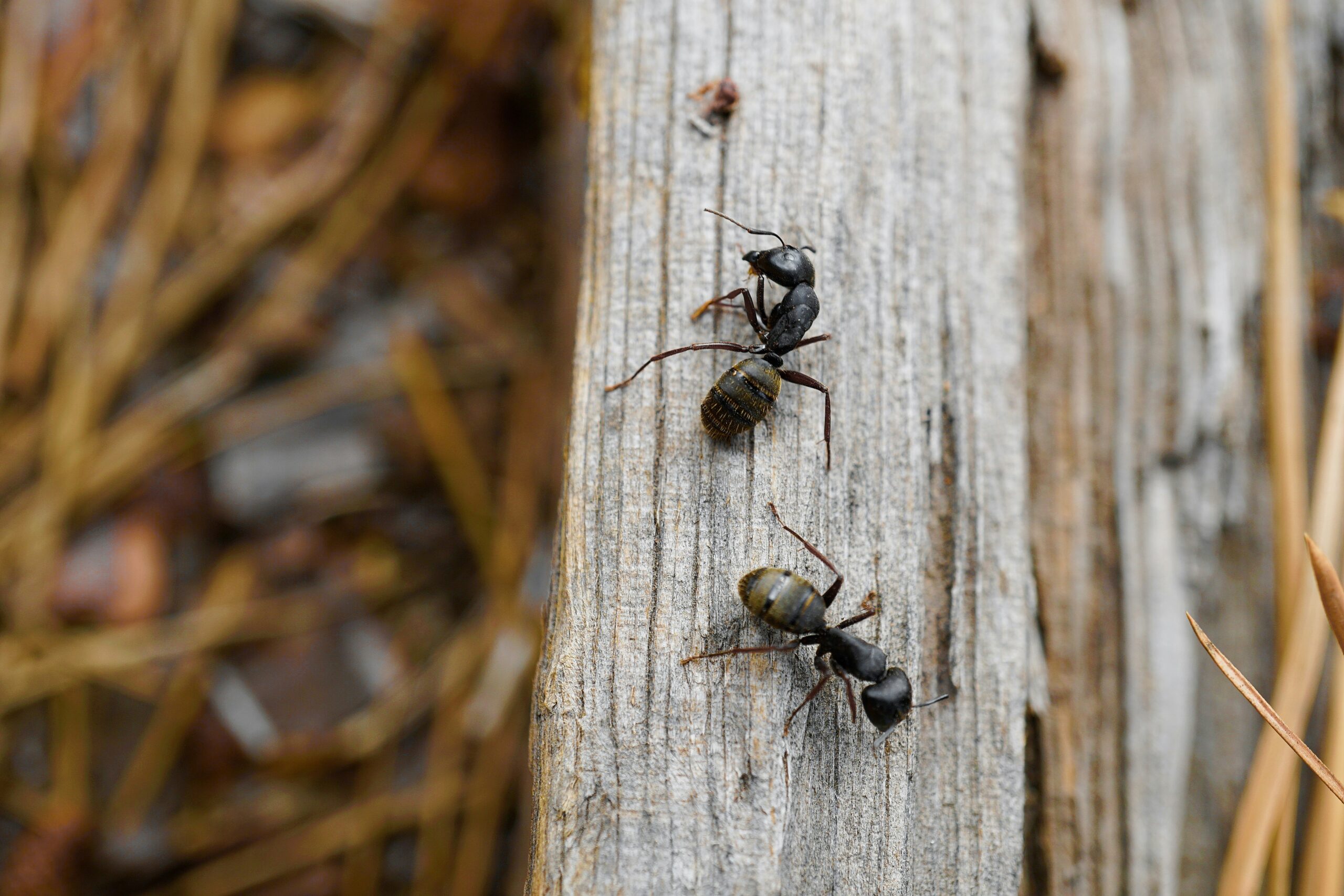 Why are carpenter ants showing up in my WNC home?