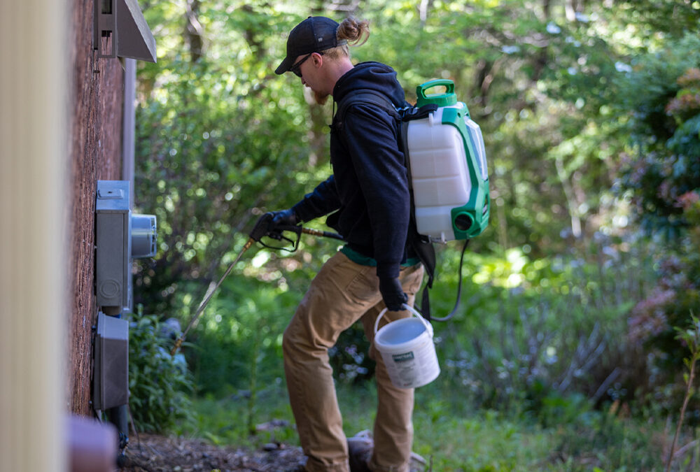 How do you get rid of ants in a WNC home for good?