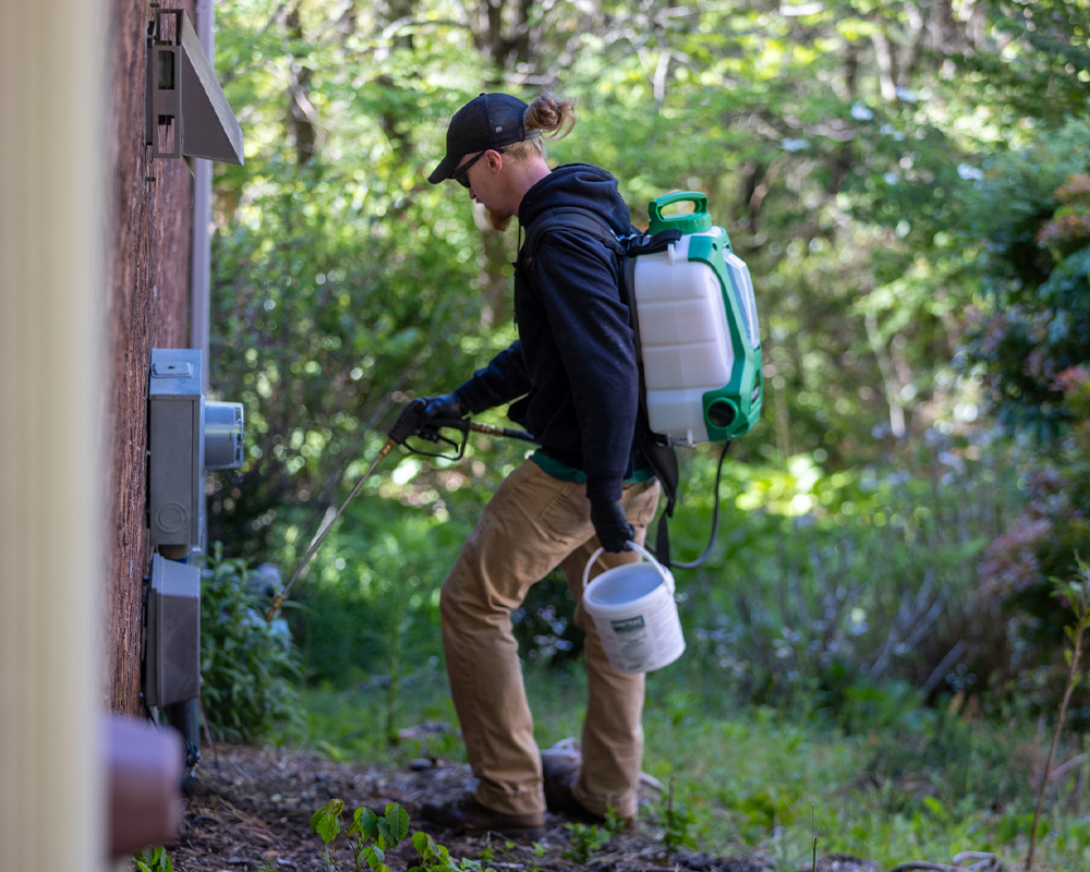 How do you get rid of ants in a WNC home for good?