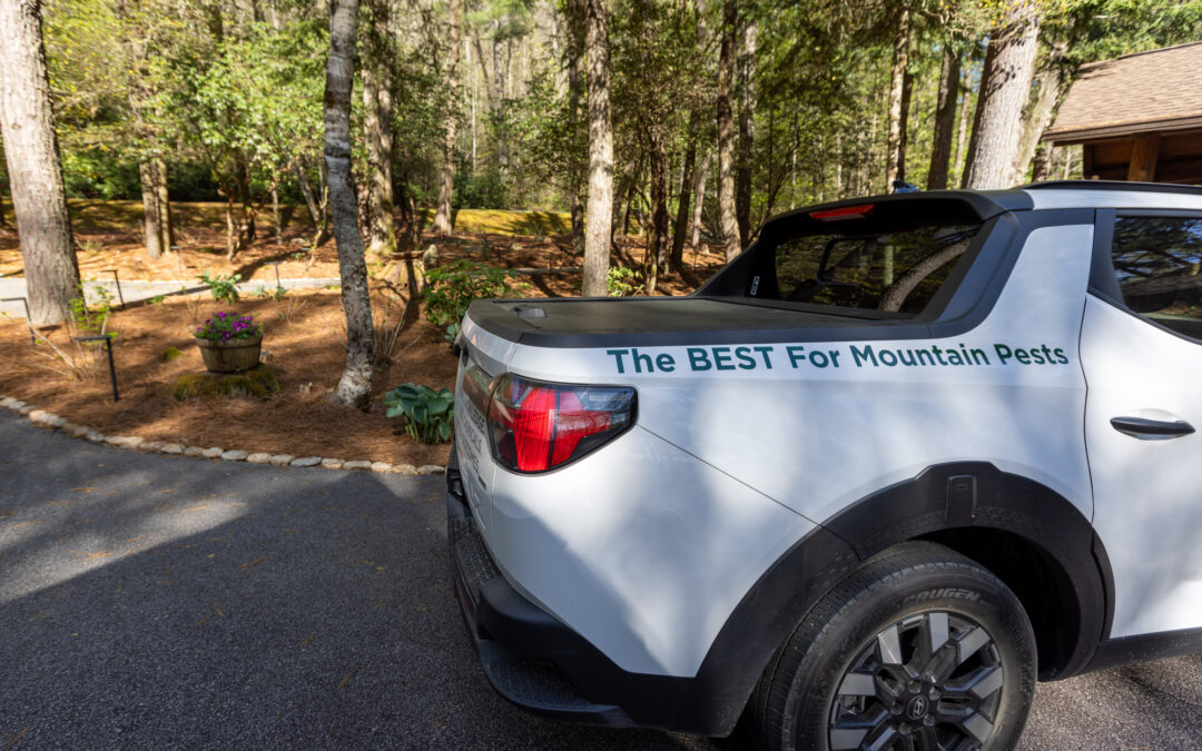 Carpenter ants vs odorous house ants: What WNC homeowners need to know