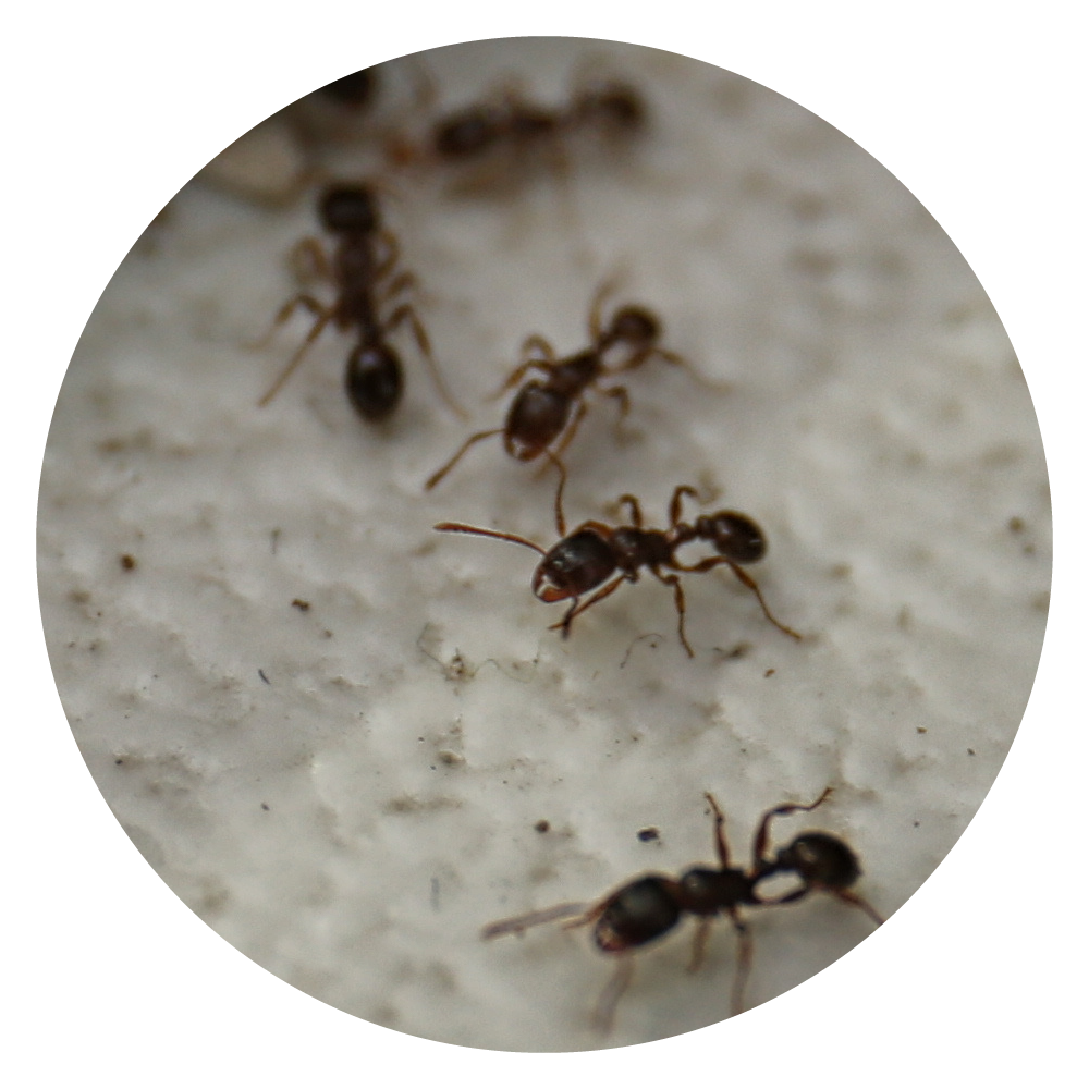Ants
