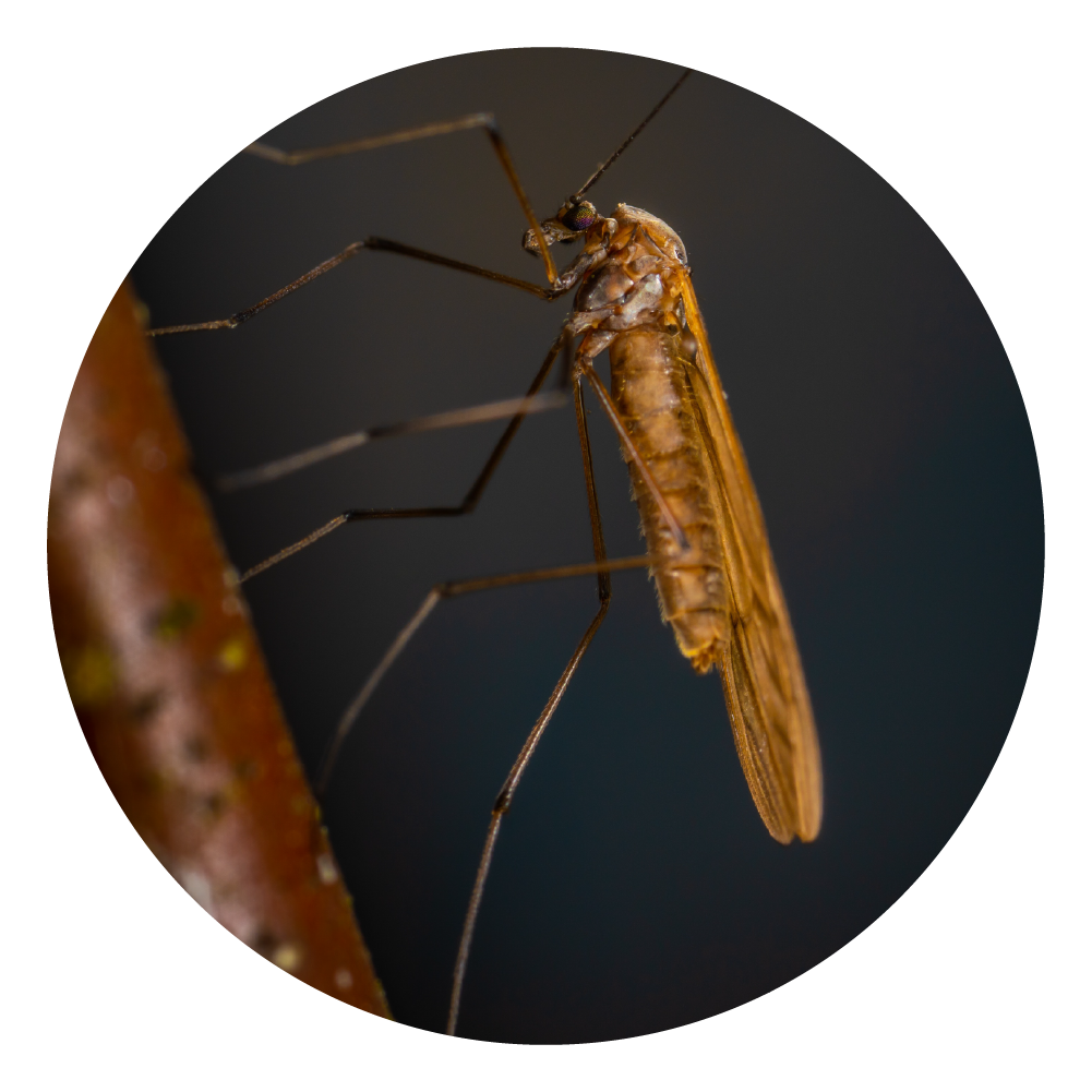 Mosquitos