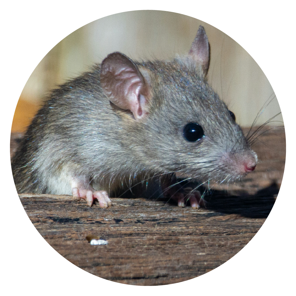 Rodents