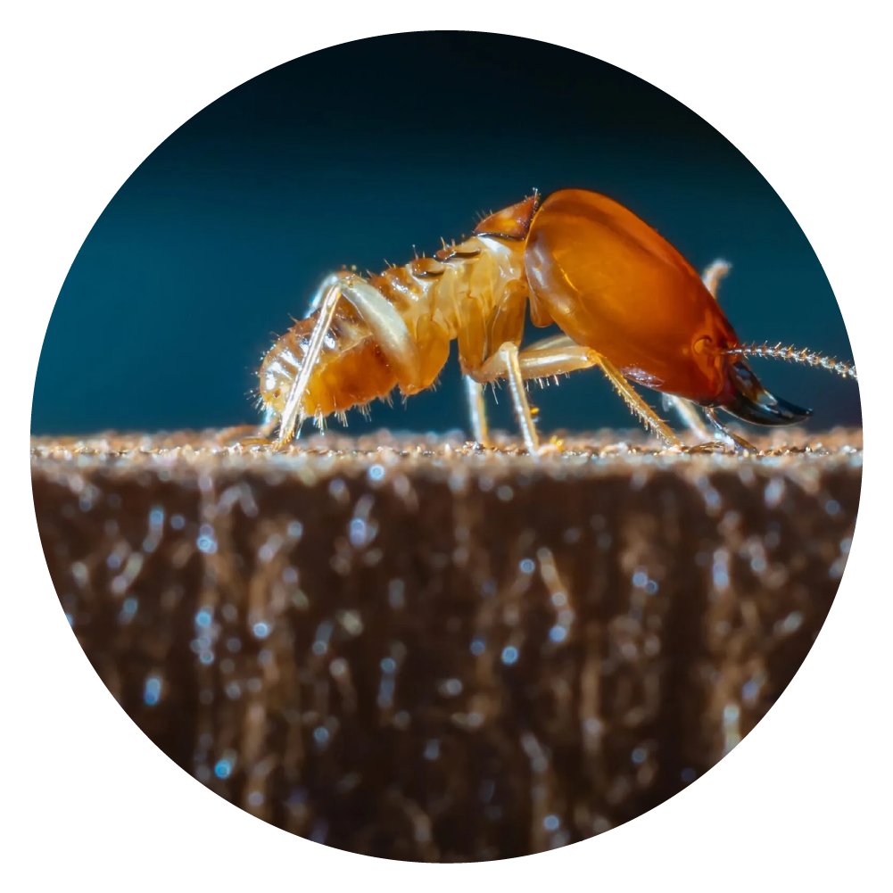 Termite