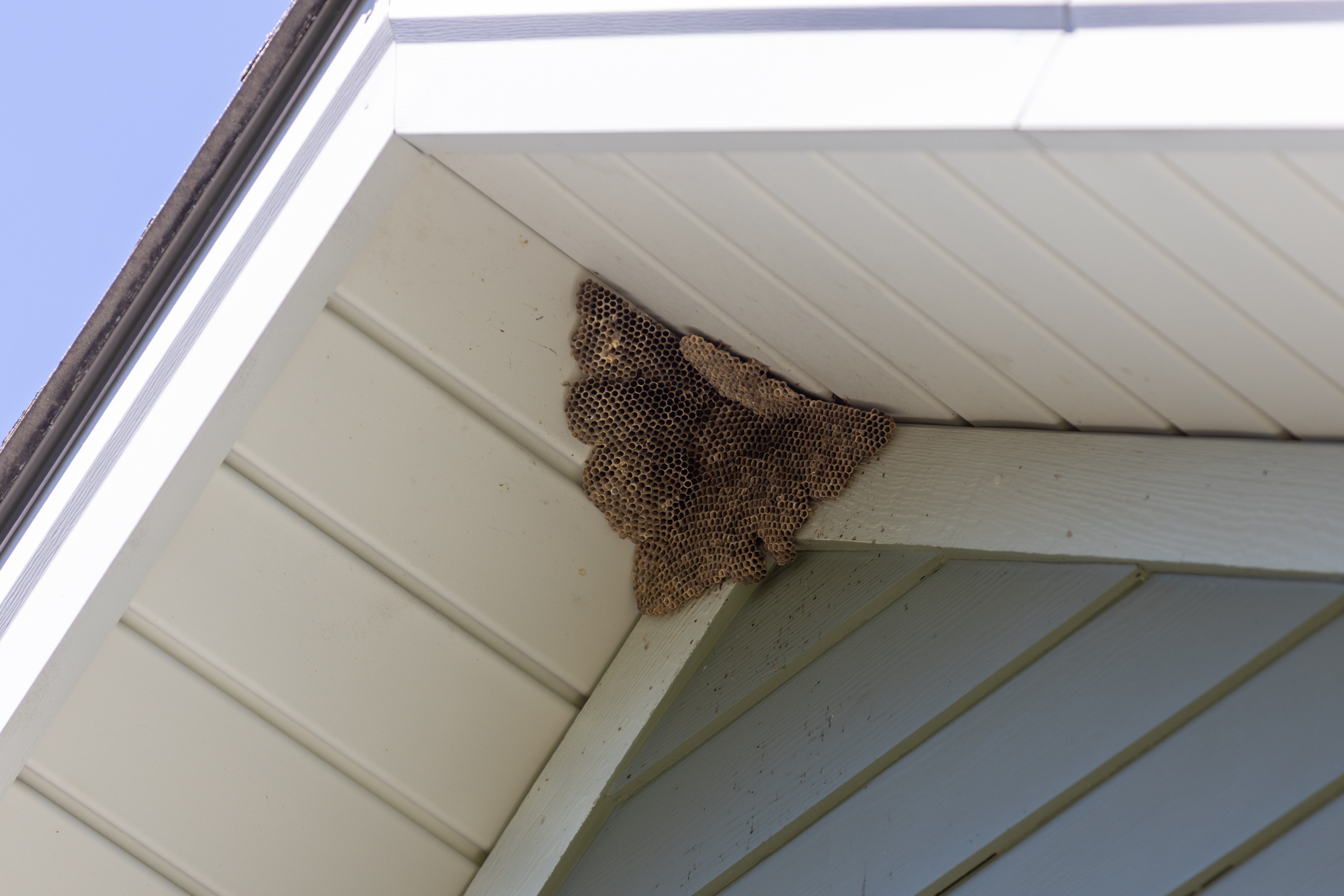 Wasps, hornets, or yellow jackets? How to tell them apart around your WNC home