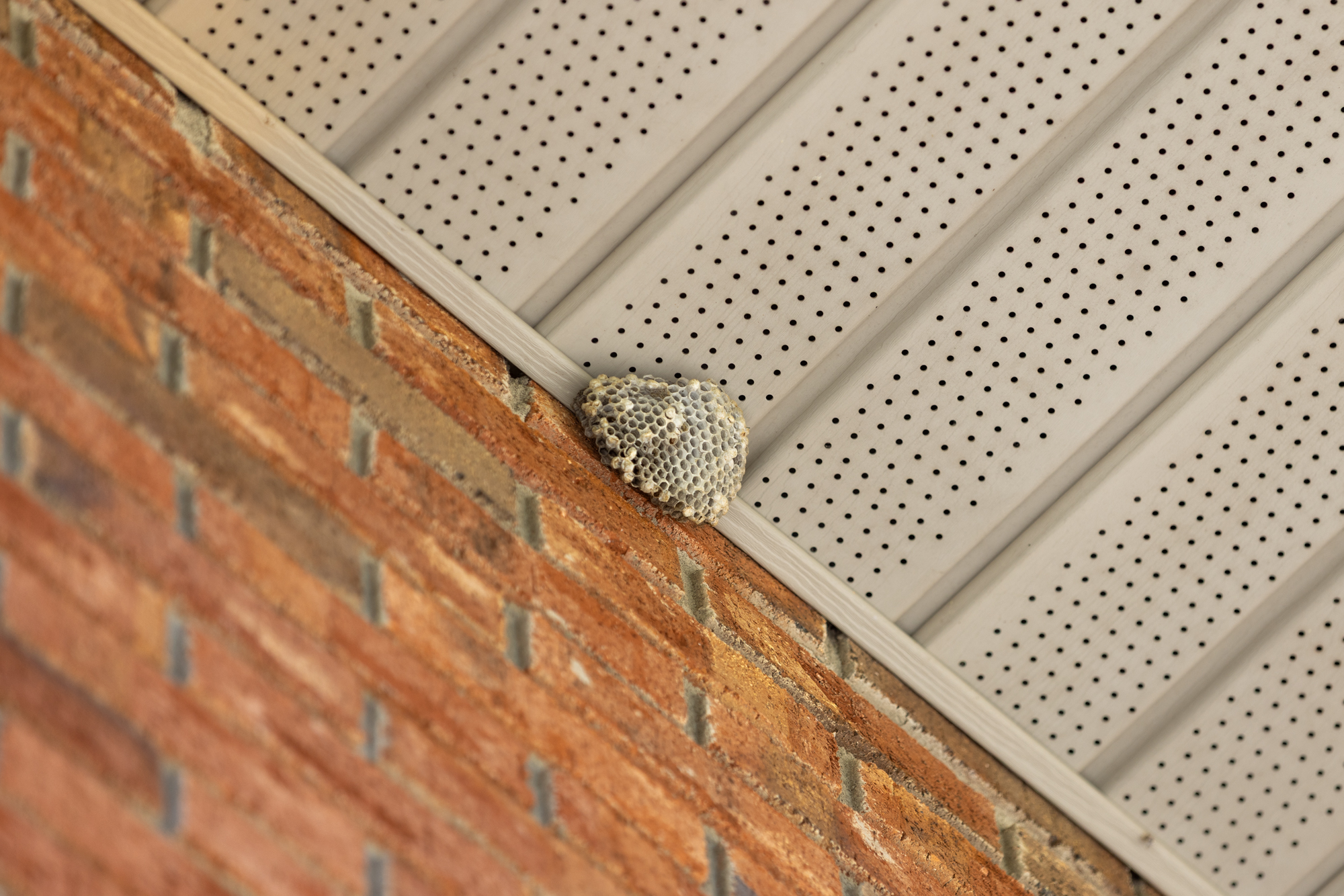 Is it safe to remove a wasp, hornet, or yellow jacket nest yourself?
