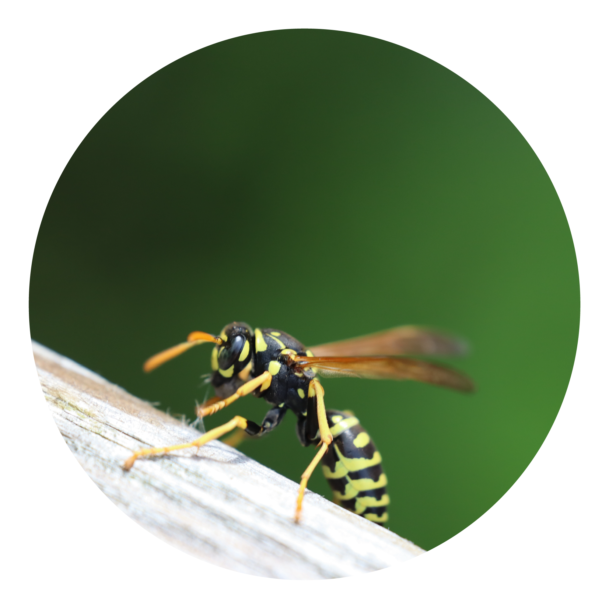Yellowjacket@2x