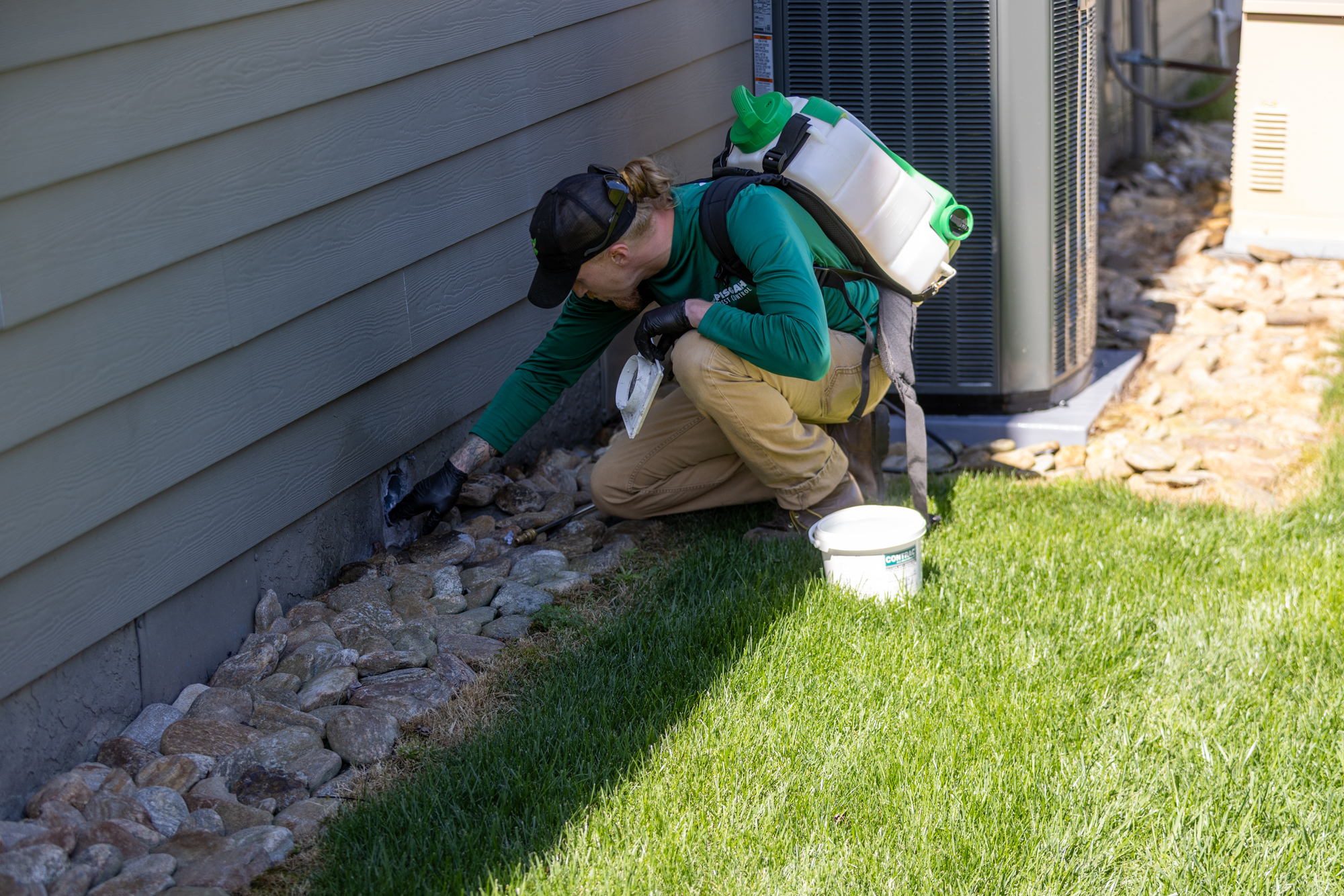 How Do Mice and Rats Get Into Asheville Homes When It Gets Cold?